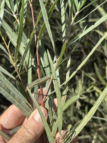 iNaturalist observation photo of Narrowleaf Willow