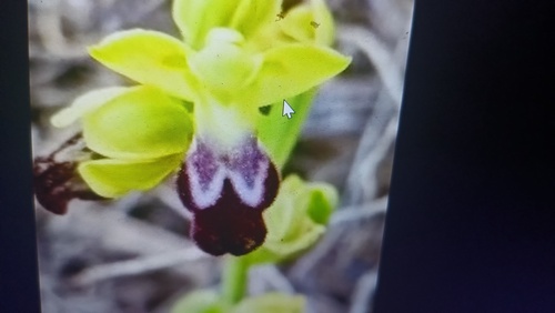 Sombre Bee-orchid