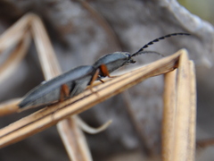 Paractenicera fulvipes