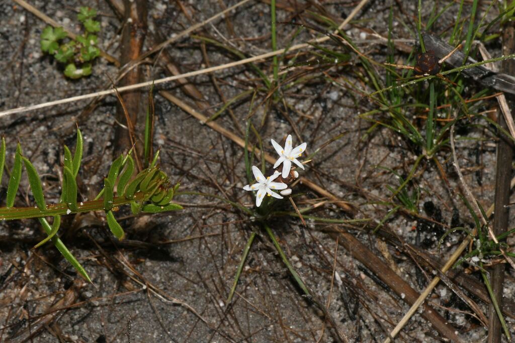 Borya scirpoidea (Borya scirpoidea)