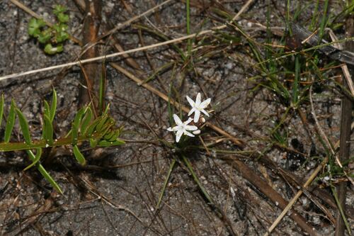 Borya scirpoidea (Borya scirpoidea)