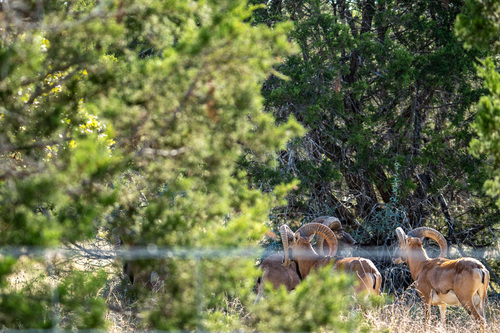 European Mouflon