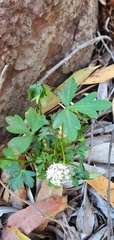 Trachymene procumbens