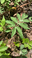 Hydrophyllum virginianum