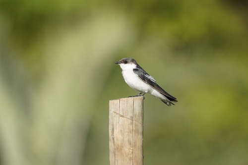 White-winged Swallow