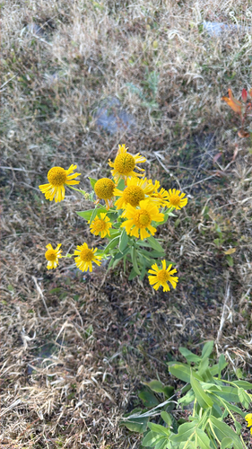 common sneezeweed