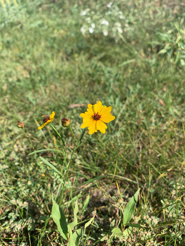 plains coreopsis