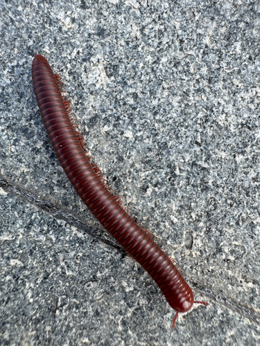 Rusty Millipede