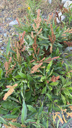 white willow dock