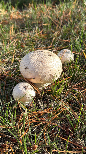 Mosaic puffball
