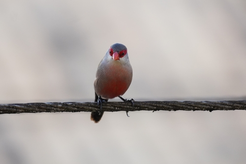 Common Waxbill