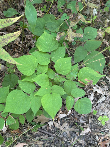 Hylodesmum glutinosum, photograph 1