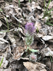 Veronica wyomingensis