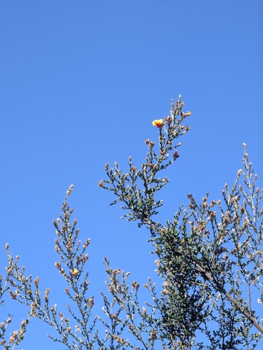 Oxylobium oxylobioides, 2026-09-11