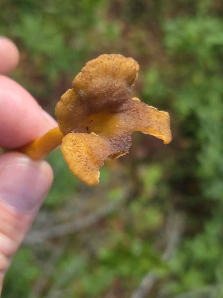 Yellowfoot · September 2026 · photo: Photo: (c) Charlie Pavlisich, some rights reserved (CC BY) · iNaturalist
