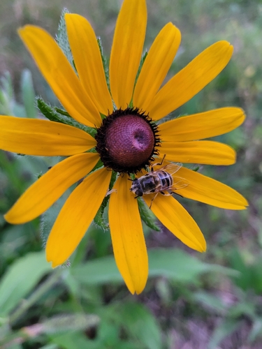 Yellow-shouldered Drone Fly