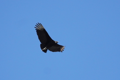 Black Vulture