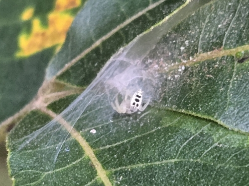 White-jawed Jumping Spider