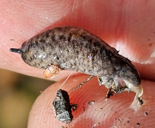 Pallifera observed 2026-09-10
