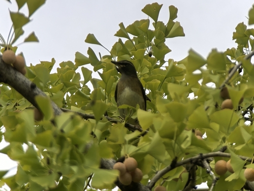Eyebrowed Thrush