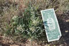 Asclepias involucrata