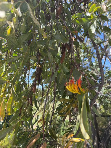 orange mistletoe