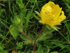 Potentilla hirta