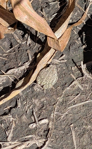 Woodhouse's Toad