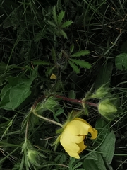 Potentilla hirta