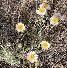 Townsendia florifera