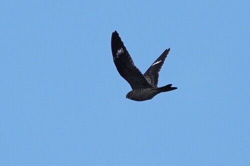 Common Nighthawk