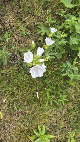 musk mallow