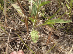 Helianthus occidentalis