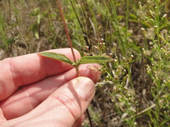 Helianthus occidentalis
