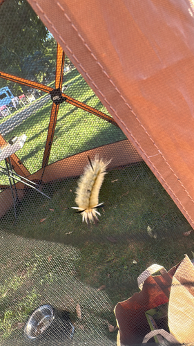 Banded Tussock Moth
