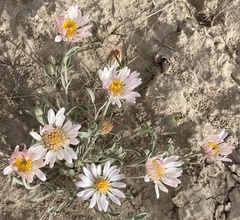 Townsendia florifera