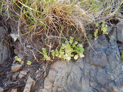 Plectritis congesta brachystemon