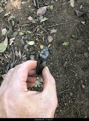 Tetralobus flabellicornis