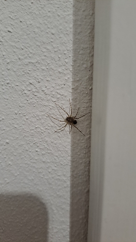 Common Spitting Spider