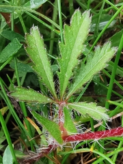 Potentilla hirta