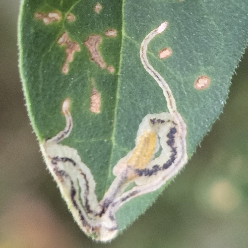 Liriomyza eupatorii
