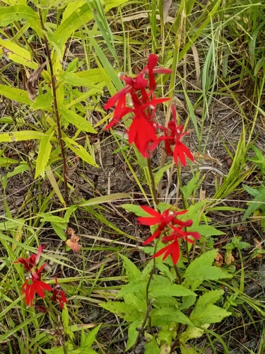 cardinal flower