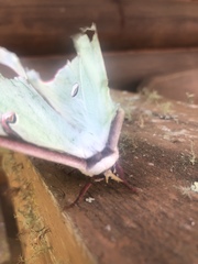 Actias truncatipennis