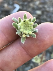 Chaenactis santolinoides