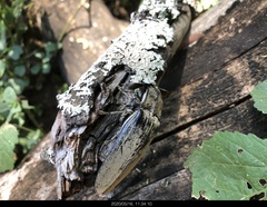 Tetralobus flabellicornis