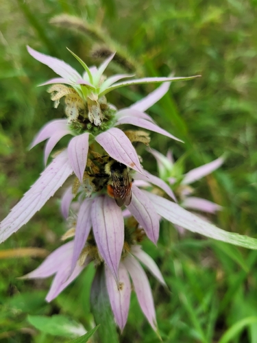 Tricolored Bumble Bee