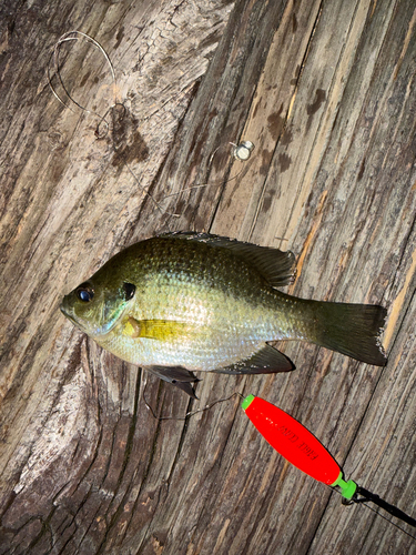 Bluegill