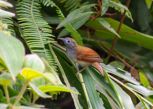 Chestnut-winged Babbler
