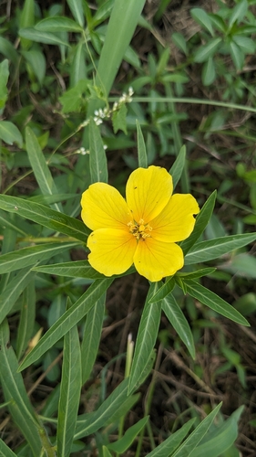 Ludwigia grandiflora, photograph 6