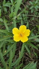 Ludwigia grandiflora, photograph author not stated, no rights reserved